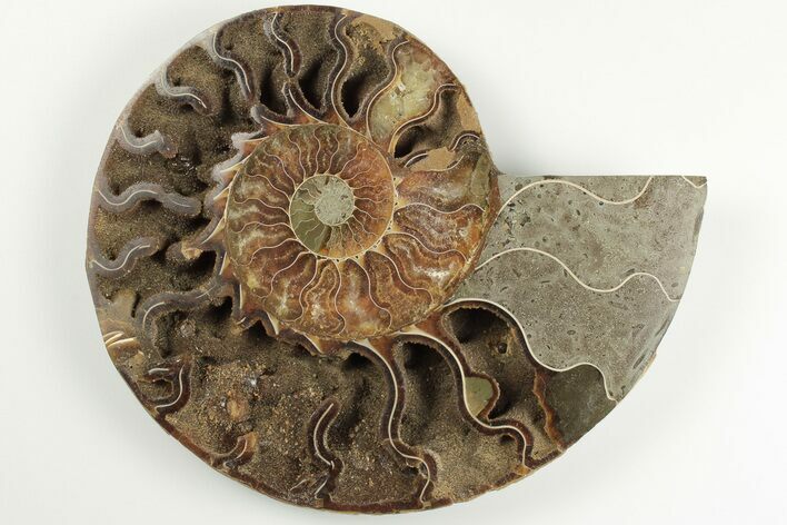 5.3" Cut & Polished Ammonite Fossil (Half) - Madagascar